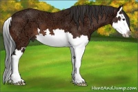 Horse Color:Bay Ice Splash 
