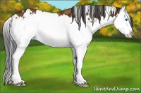 Horse Color:White Spotted Bay Ice Sabino Splash 