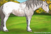 Horse Color:Bay Ice Sabino Appaloosa 