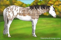 Horse Color:Plaid  Bay Ice Sabino Splash Appaloosa 