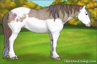 Horse Color:Nacre Bay Splash Appaloosa Rabicano 