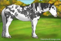 Horse Color:White Spotted Black Splash Appaloosa Rabicano