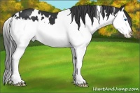 Horse Color:White Spotted Black Splash
