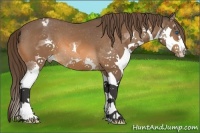 Horse Color:Bay Sabino Splash Appaloosa 