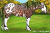 Horse Color:Painted Bay Ice Splash Appaloosa 