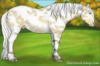 Horse Color:White Spotted Silver Buckskin Splash Tobiano Varnish