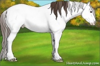 Horse Color:Bay Sabino Splash Appaloosa