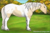 Horse Color:Silver Sable Champagne Dun Tobiano Varnish 