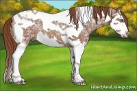Horse Color:Chestnut Ice Splash Tobiano 