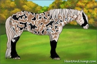 Horse Color:Chestnut Sabino Splash Appaloosa