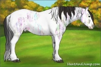 Horse Color:White Spotted Brown Ice Splash Tobiano Appaloosa 