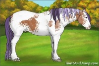 Horse Color:Painted White Spotted Bay Splash Tobiano Appaloosa 
