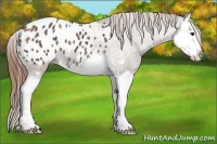 Horse Color:Bay Ice Dun Sabino Splash Appaloosa