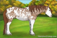 Horse Color:Chestnut Ice Splash Appaloosa 