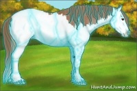 Horse Color:Thunderstruck Chestnut Splash Appaloosa 