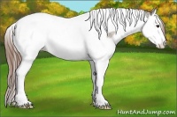 Horse Color:Bay Ice Dun Sabino Splash Tobiano Appaloosa 