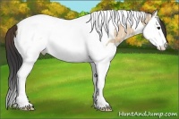 Horse Color:Bay Ice Dun Sabino Splash Tobiano 