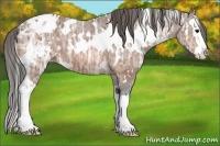 Horse Color:White Spotted Bay Ice Sabino Splash Appaloosa 