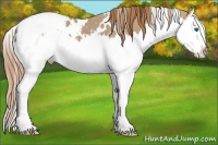 Horse Color:White Spotted Chestnut Ice Splash Appaloosa 
