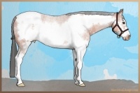 Horse Color:White Spotted Bay Sabino Frame Snowcap 