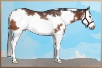 Horse Color:White Spotted Bay Splash Frame Rabicano 