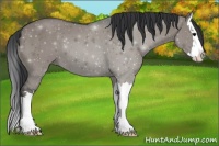 Horse Color:Grullo Sabino Splash