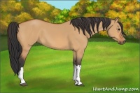 Horse Color:Bay Dun