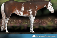 Horse Color:Liver Chestnut Sabino Splash and Liver Chestnut Sabino Splash