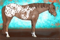 Horse Color:Chestnut Blanket Rabicano 