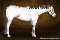 Horse Color:White Spotted Liver Chestnut Frame