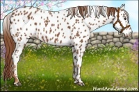 Horse Color:Chestnut Appaloosa 
