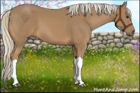 Horse Color:Palomino 