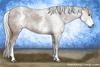 Horse Color:Gray White Spotted Chestnut 