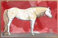 Horse Color:Gold Champagne Dun Splash Appaloosa 