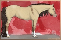 Horse Color:Classic Champagne Dun