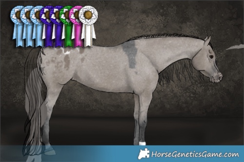 Horse Color:Grullo Appaloosa 