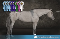 Horse Color:Grullo Varnish 