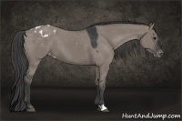 Horse Color:Grullo Appaloosa