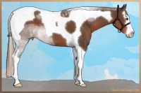 Horse Color:Liver Chestnut Sabino Splash Tobiano 