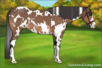 Horse Color:White Spotted Buckskin Sabino 