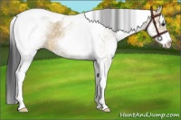 Horse Color:White Spotted Bay Dun Tobiano 