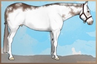 Horse Color:White Spotted Liver Chestnut Sabino Splash Frame 