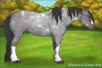 Horse Color:Blue Roan Appaloosa 