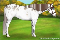 Horse Color:White Spotted Brown Dun Splash Appaloosa Rabicano