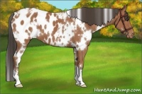 Horse Color:White Spotted Buckskin Sabino Appaloosa 