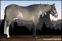 Horse Color:White Spotted Brown Dun Sabino