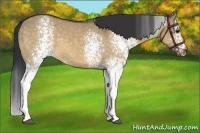 Horse Color:White Spotted Brown Dun 