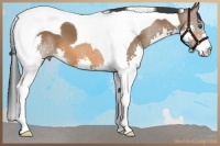 Horse Color:Bay Splash Tobiano