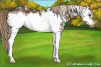 Horse Color:White Spotted Liver Chestnut Frame 
