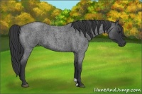 Horse Color:Blue Roan 